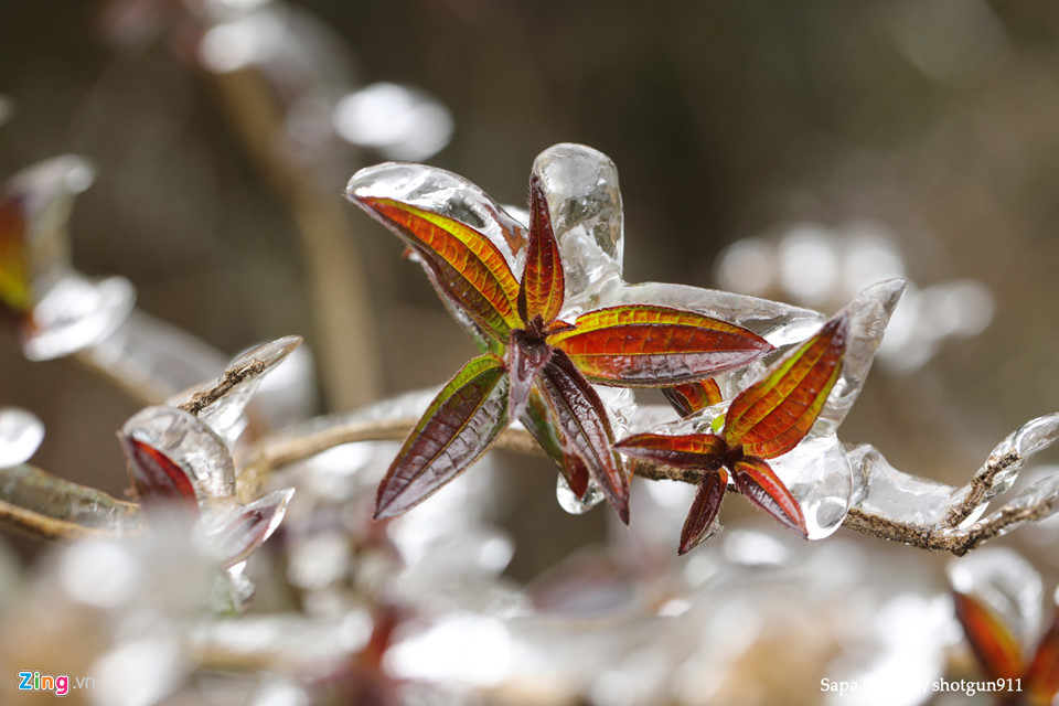 Hình ảnh macro tuyệt đẹp về băng giá Sa Pa
